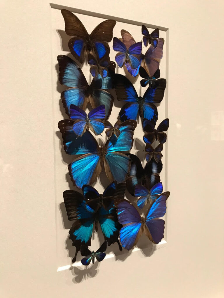 butterflies