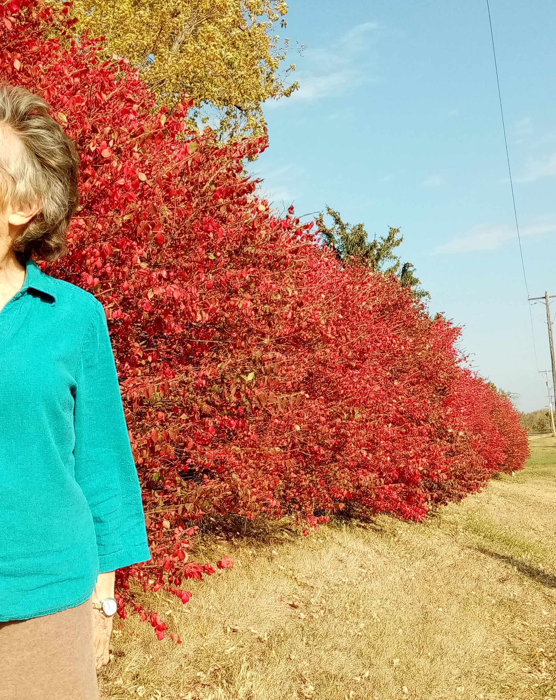 Amer Maple hedge in Autumn garb